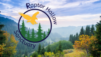 Forest background with the Raptor Hallow logo, a bird flying over pine trees.