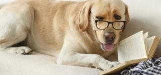 A yellow Labrador is wearing glasses and "reading" a book on the couch.